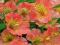 ALSTROEMERIA ORANGE KING 1SZT # TANIO #