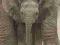 Słonie (Wielkie uszy) - plakat 40x50 cm