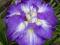 IRIS ENSATA "CENTER OF INTEREST"~PM~