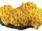 Koral żółty 16x11x7cm - F 691 30 000