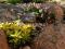 Origanum vulgare Aureum złoty kolorek liści - cudo