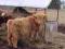 Highland Cattle, bydło szkockie