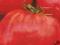 Pomidor gruntowy Wysoki Malinowy OLBRZYM Nasiona