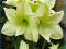 AMARYLIS LEMON LIME 22/26 CEBULE / HIPPEASTRUM