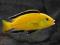 Labidochromis caeruleus - yellow. Pyszczaki MIX!!!