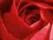 Czerwona Róża - Red Rose - 91,5x30,5 cm