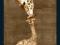 Żyrafy - Żyrafa Z Dzieckiem - plakat 91,5x61 cm