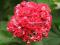 PRZEPIĘKNA Pelargonia Red Rambler - HIT 2012 !!!!