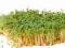 Rzeżucha nasiona na kiełki - 30 g kiełkownica