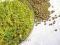 Soczewica zielona - nasiona na kiełki - 50 g
