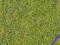 Heki 1575 Mata łąkowa zieleń (bardzo wysoka trawa)