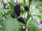 Nasiona Chili Ostra papryka Jalapeno Purple Fatali