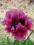 PAPAVER"BOLERO"~PM~