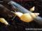 Ślimaki afrykańskie Achatina iredalei