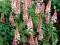 Tiarella Pink Skyrocket ciekawa roślina promocja