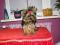 York, Yorki,Yorkshire Terrier - z rodowodem