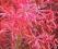 TAMARYSZEK (Różowa chmura) miododajny 100-140cm