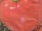 pomidor - KRAKUS- wysoki grunt lub folia
