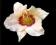 HEMEROCALLIS liliowiec PANDORA BOX