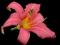 HEMEROCALLIS liliowiec PINK DAMASK