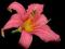 HEMEROCALLIS liliowiec MIX 4 kwiaty
