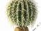 Barrel Cactus - Large 15,5 cm