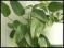 SCINDAPSUS zielono - żółty młoda roślina