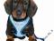 Szelki Trixie Puppy Soft harness 23-34cm -2 kolory
