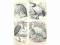 Rycina 45 z 1890 roku - Ptaki 2