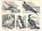 Rycina 47 z 1890 roku - Ptaki wodne 2