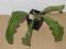 Streptocarpus 'Lucy' skrętnik dorosły( fiołek )HIT