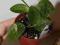 Hoya Hoja * biakensis - silver leaf * ukorzeniona
