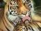 Tygrysy (Matka z dzieckiem) - plakat 61x91,5 cm