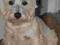 west highland white terrier krycie reproduktor