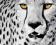 Plakat obraz 50x40cm WGA-04498 WHITE CHEETAH