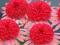 Echinacea Secret Passion jeżówka do kolekcji