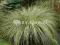 Carex Frosted Curls delikatna trawa - fontannowa
