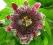 Męczennica - Passiflora quadrangularis -NAJTANIEJ