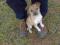 Oddam psa, szczeniaczka