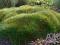 niedżwiedzie futro - kostrzewa miotlasta