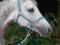 KANTAR Villa Horse KAIM SZARY/BŁĘKIT/GRANAT PONY