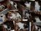 Fryga - najfajniejsza na świecie kotka trikolorka