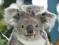 Eukaliptus gunnii - ŚWIEŻA DOSTAWA Z AUSTRALII!!!