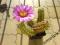 Kaktusy.Echinocereus enneacanthus VS 173