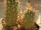 Kaktusy.Echinocereus enneacanthus v. dubius SB 676