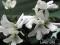 Fiołek afrykański odmiany Lunar lily white śliczny