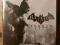 Batman Arkham City PC PL