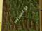 Duży las iglasty 100 choinek 4-7 cm - Heki 2200