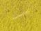 Siateczka żółtych kwiatów - mata, Heki 1589