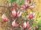 akwarela -- Kwiaty magnolii -- 29,7 x 21 cm